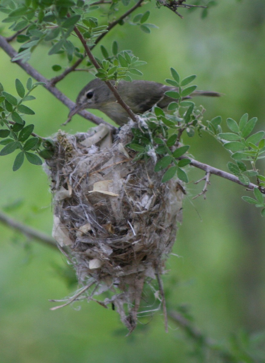 Bell's Vireo - ML174575131