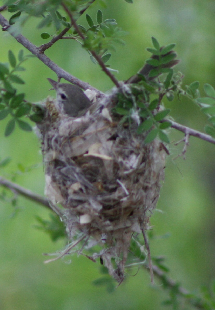 Bell's Vireo - ML174575181