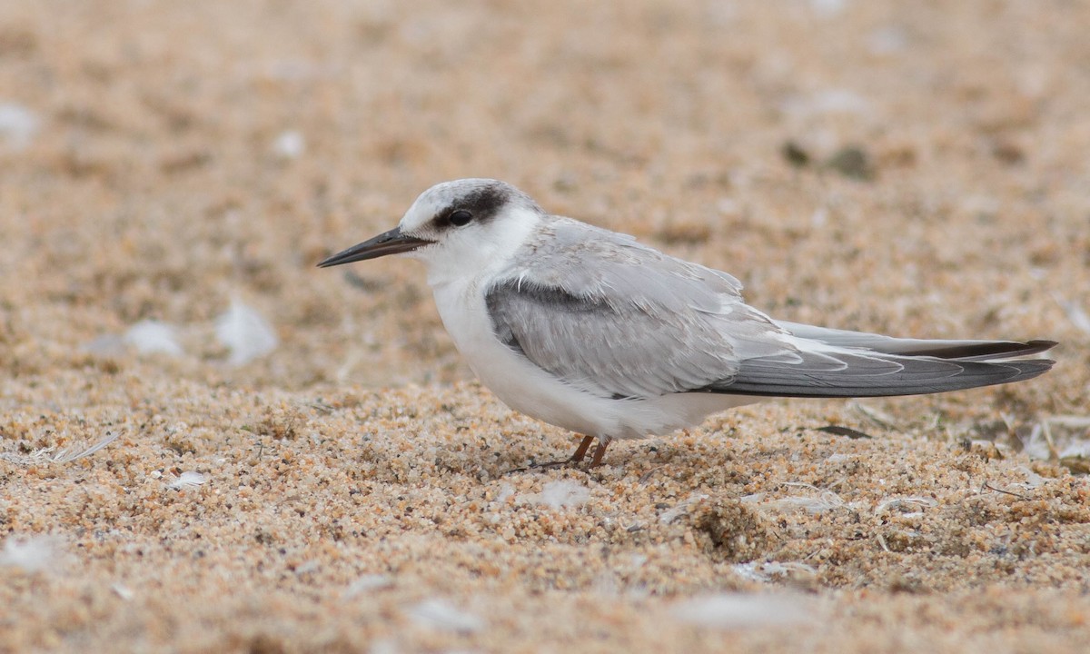 Least Tern - ML174575291