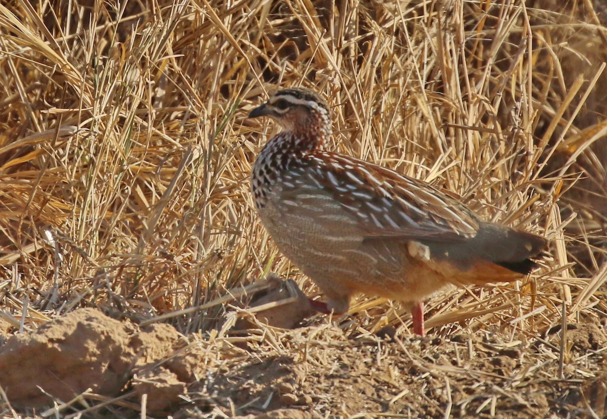 Crested Francolin - ML174575551