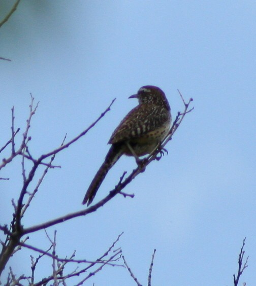 Cactus Wren - ML174575781