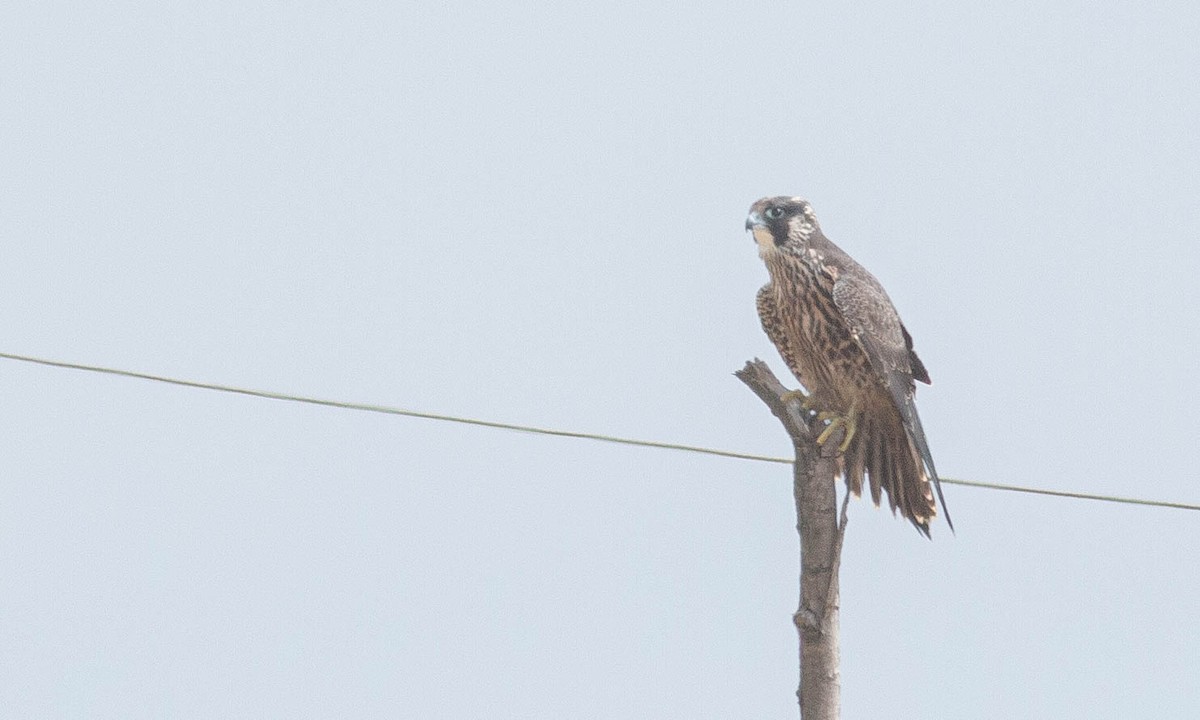 Peregrine Falcon (North American) - Paul Fenwick