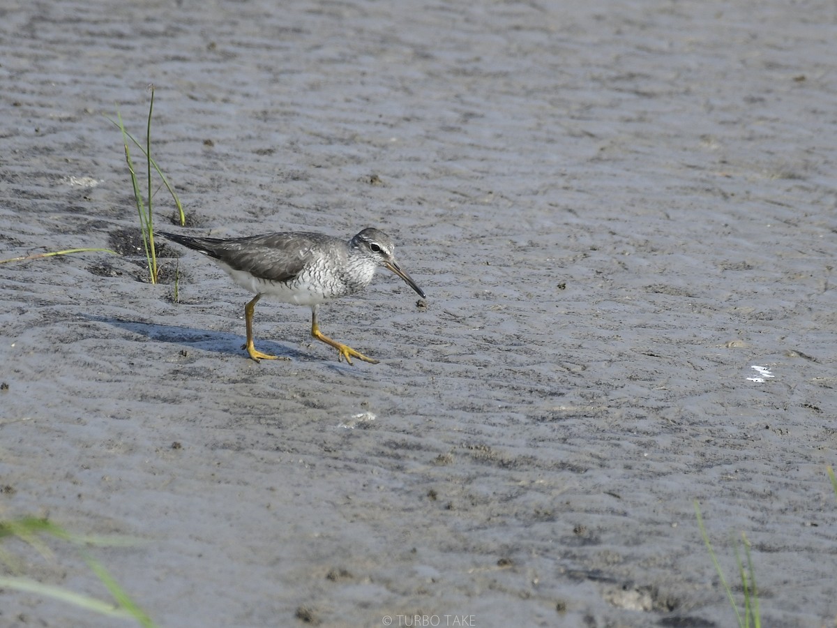 Gray-tailed Tattler - ML174576291