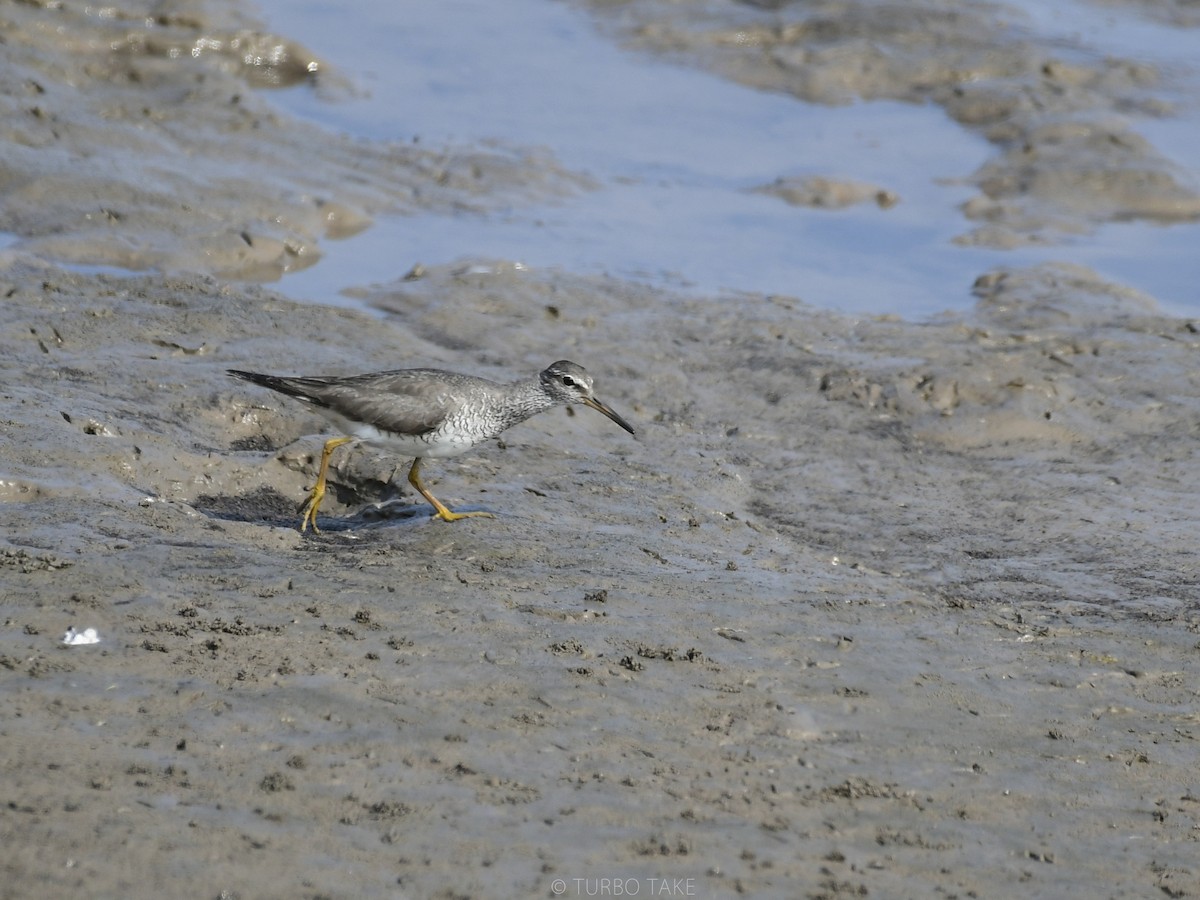 Gray-tailed Tattler - ML174576301