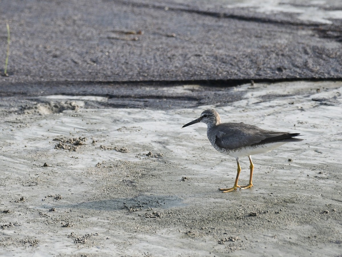 Gray-tailed Tattler - ML174576361