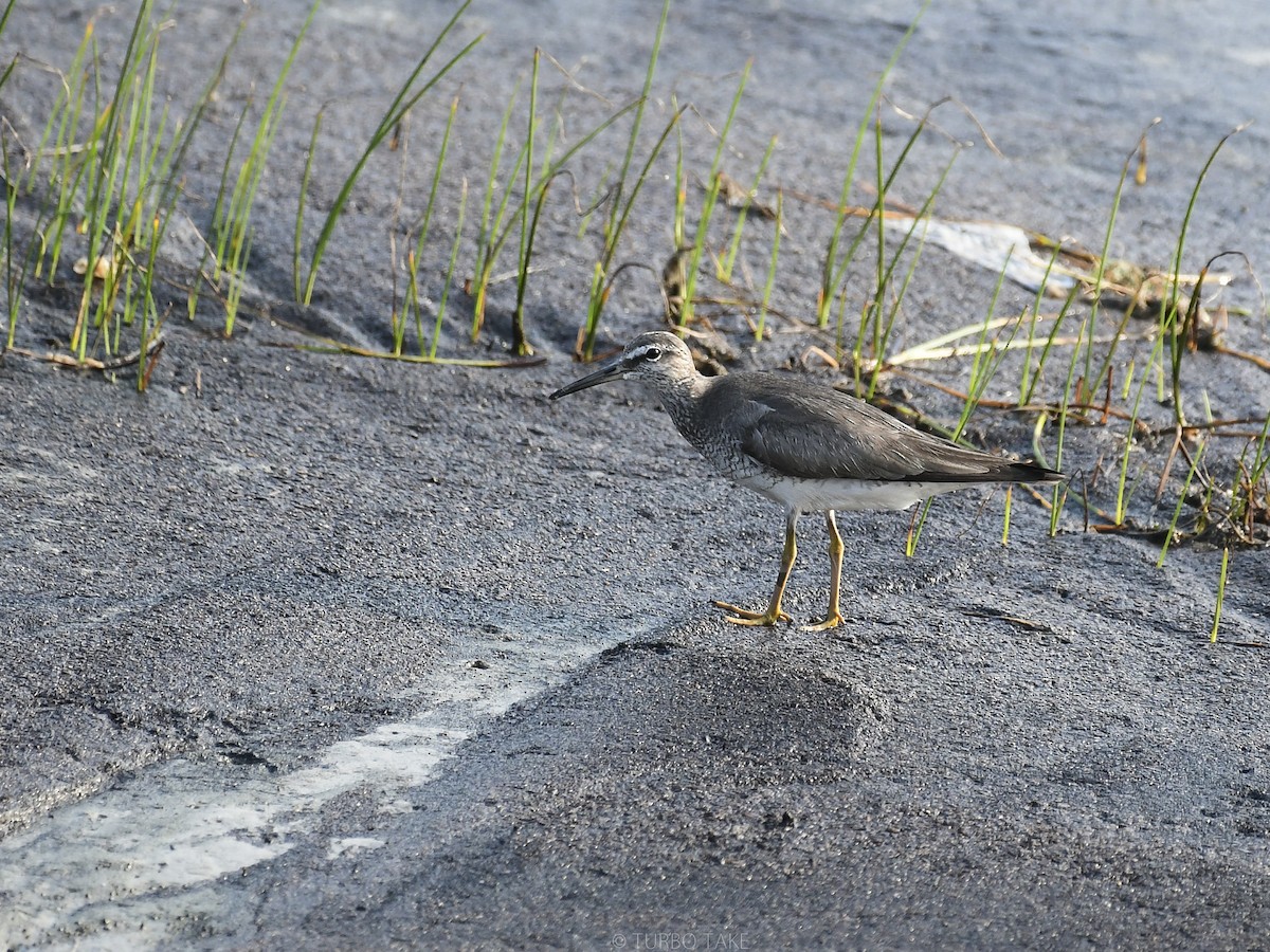 Gray-tailed Tattler - ML174576371