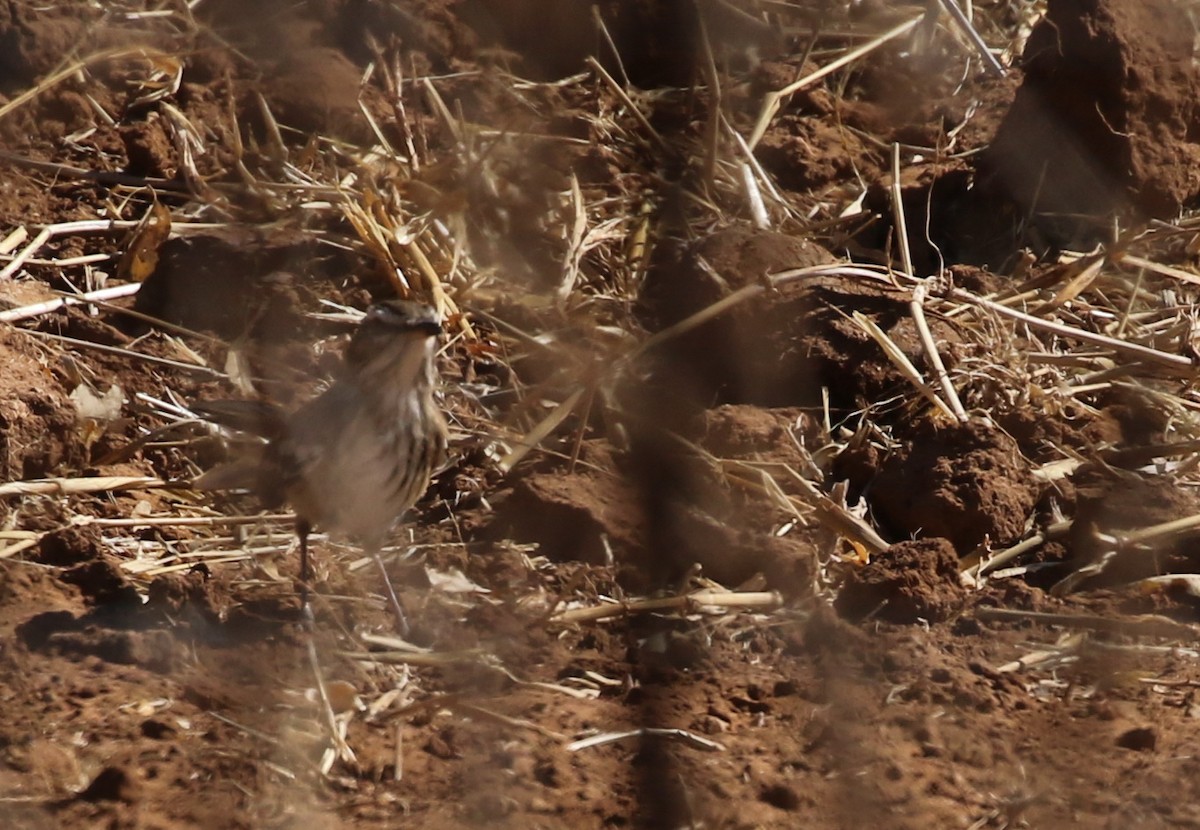 Red-backed Scrub-Robin - ML174576501