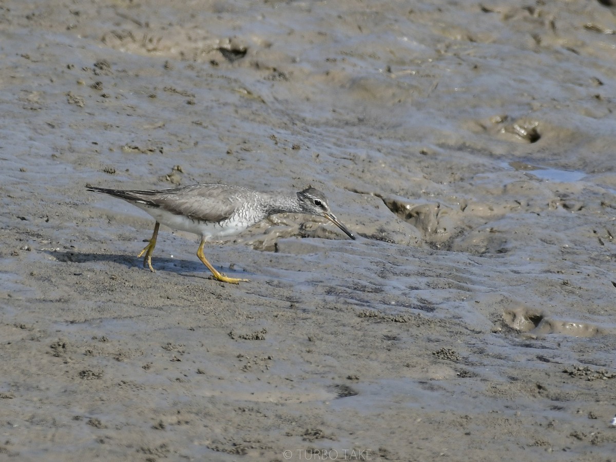 Gray-tailed Tattler - ML174576611