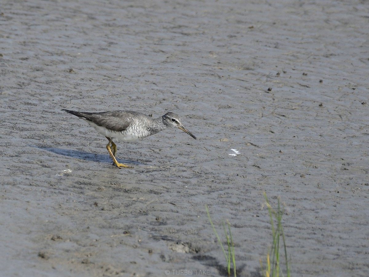 Gray-tailed Tattler - ML174577041