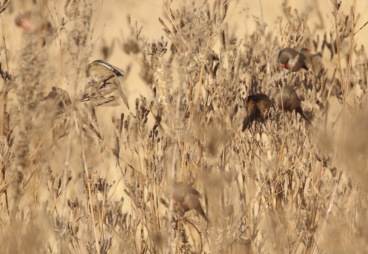 Common Waxbill - ML174578451