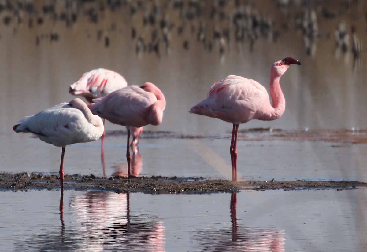 Greater Flamingo - Hendrik Swanepoel