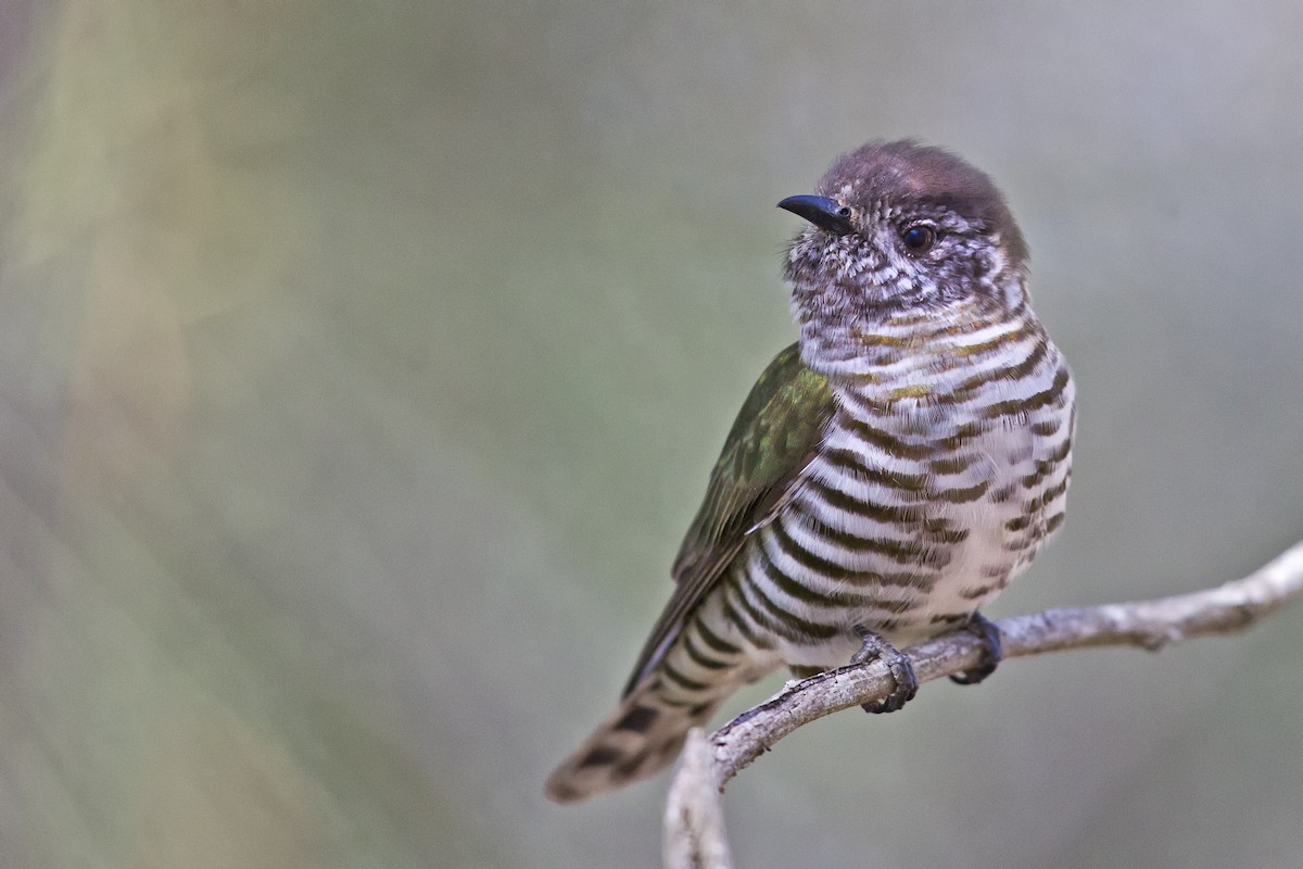 Shining Bronze-Cuckoo - ML174579151