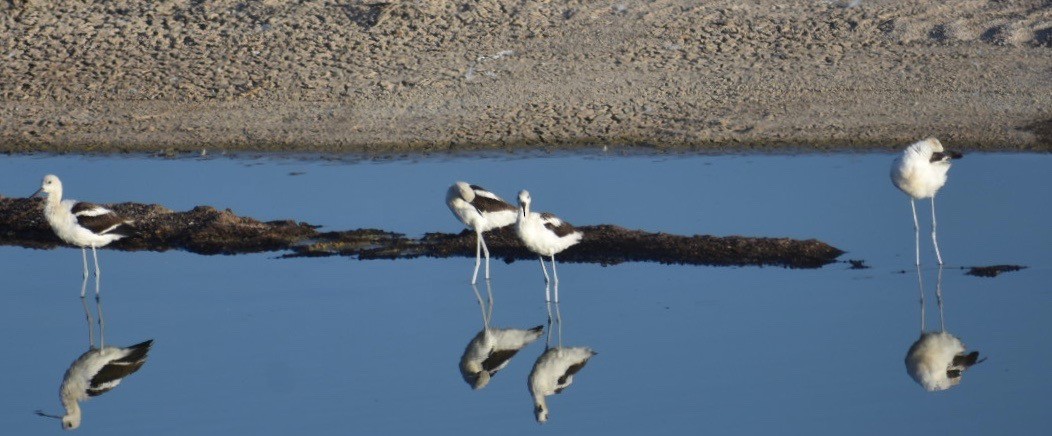 American Avocet - Larry Langstaff