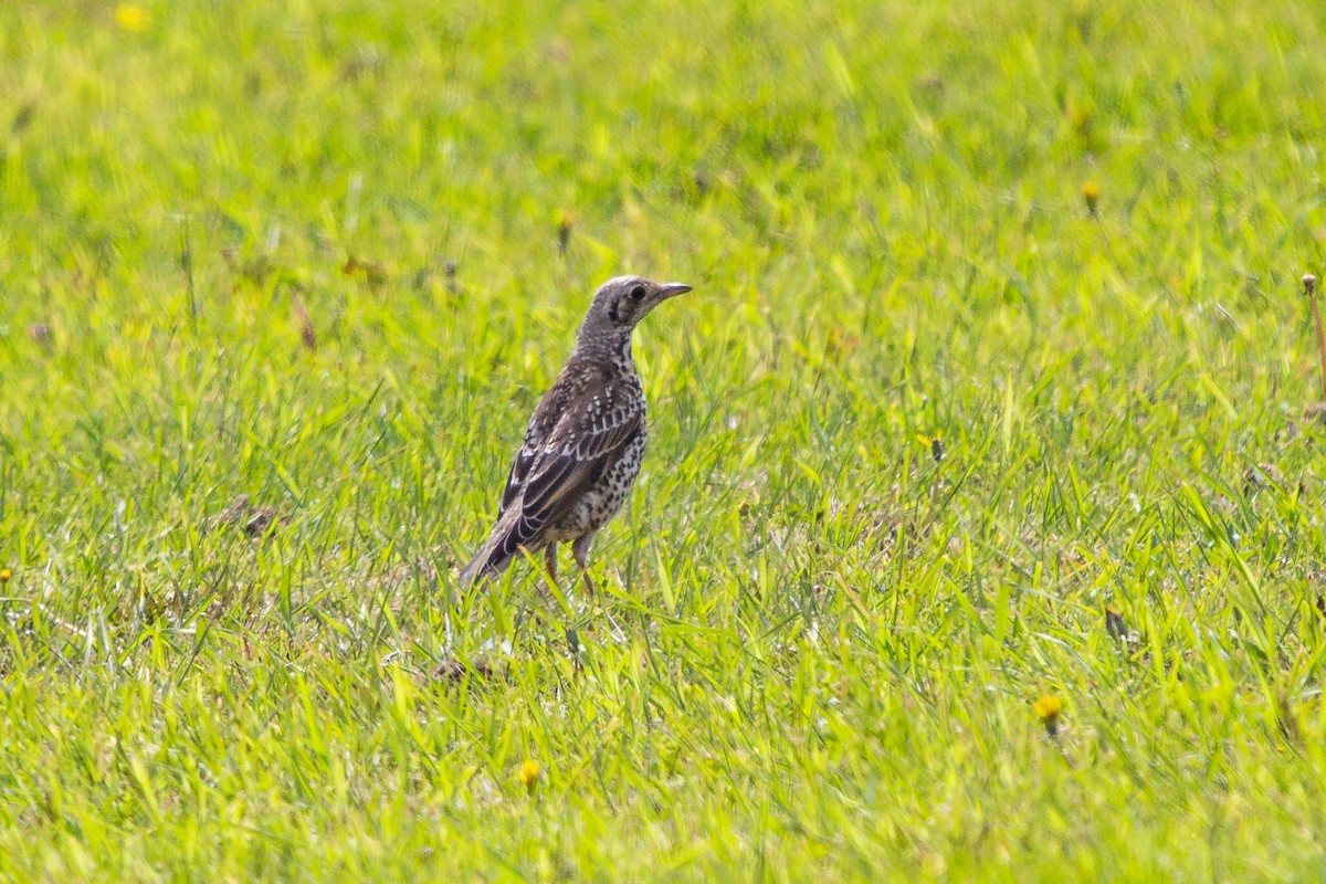 Mistle Thrush - ML174580241