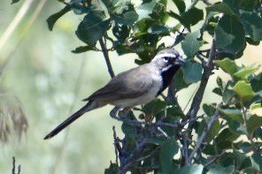 Black-throated Sparrow - ML174581101
