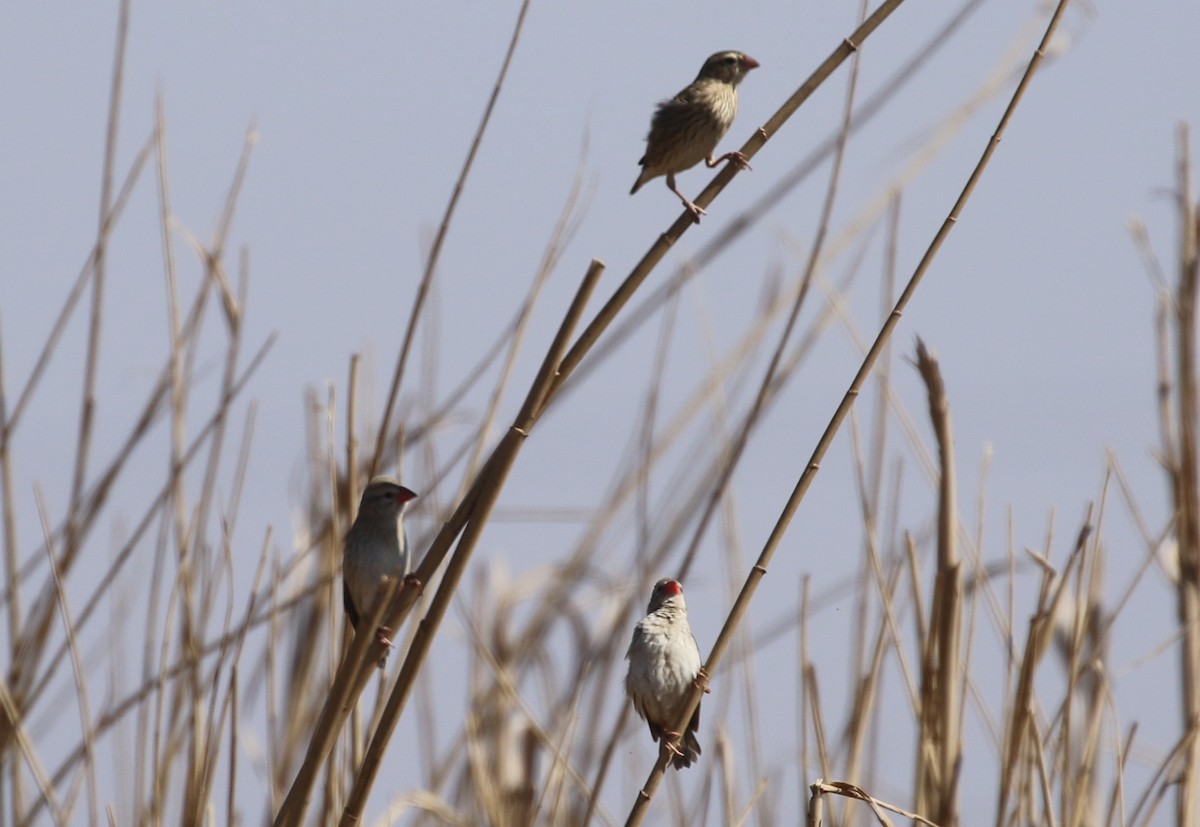 Red-billed Quelea - Hendrik Swanepoel