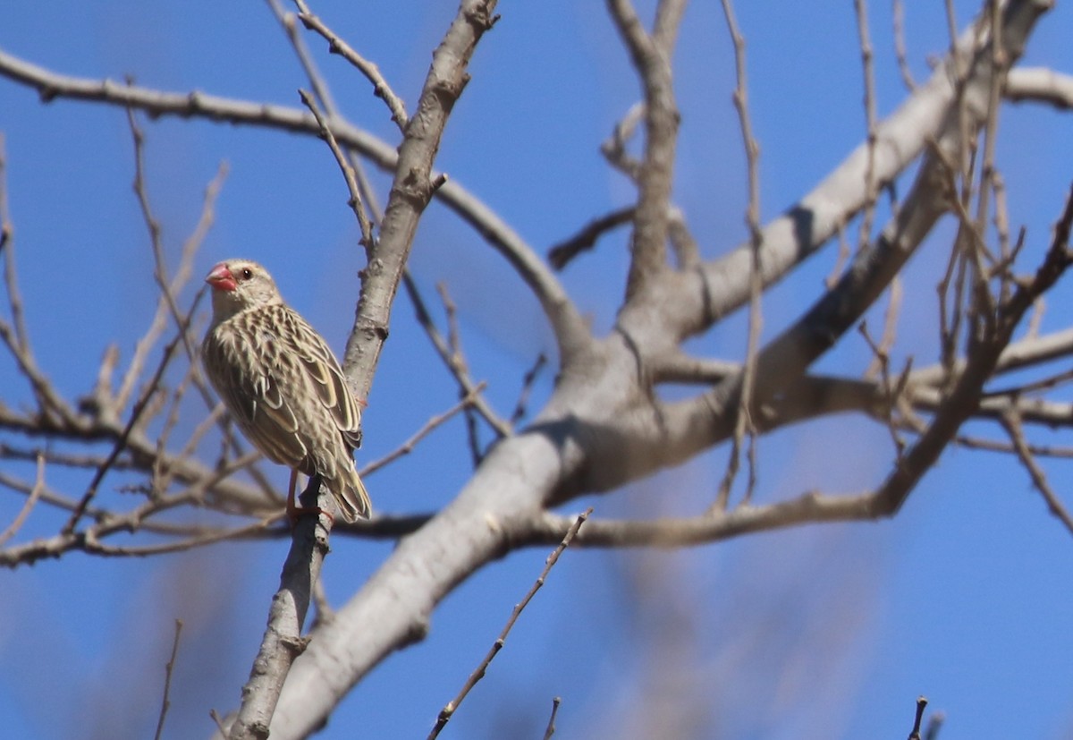 Red-billed Quelea - Hendrik Swanepoel