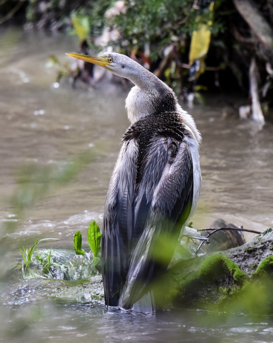 Austral-Schlangenhalsvogel - ML174583141