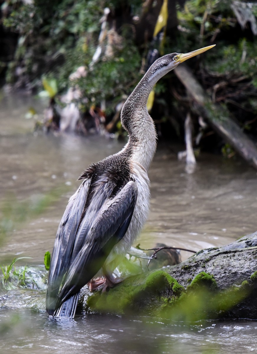 Austral-Schlangenhalsvogel - ML174583181