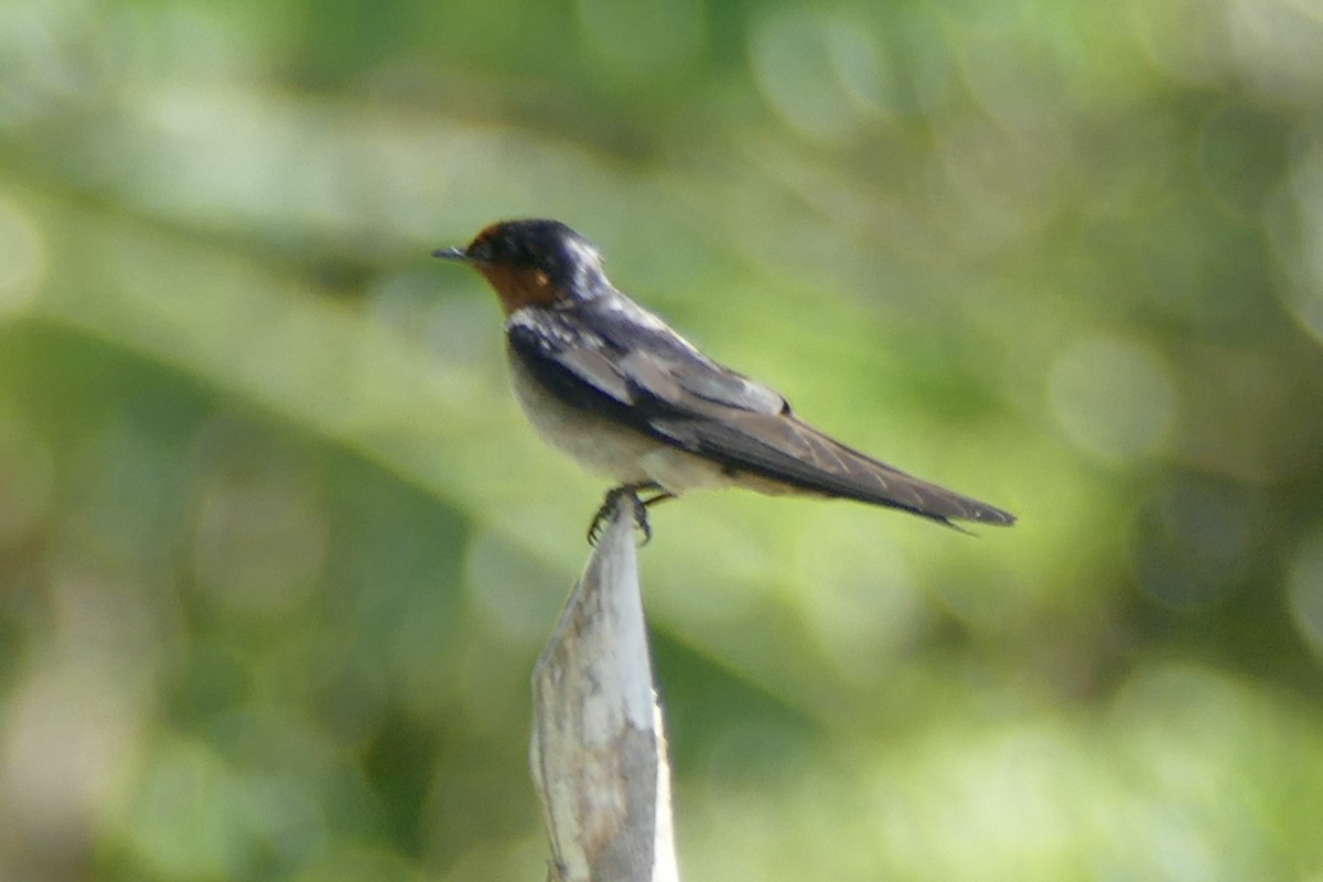 Pacific Swallow - Peter Kaestner