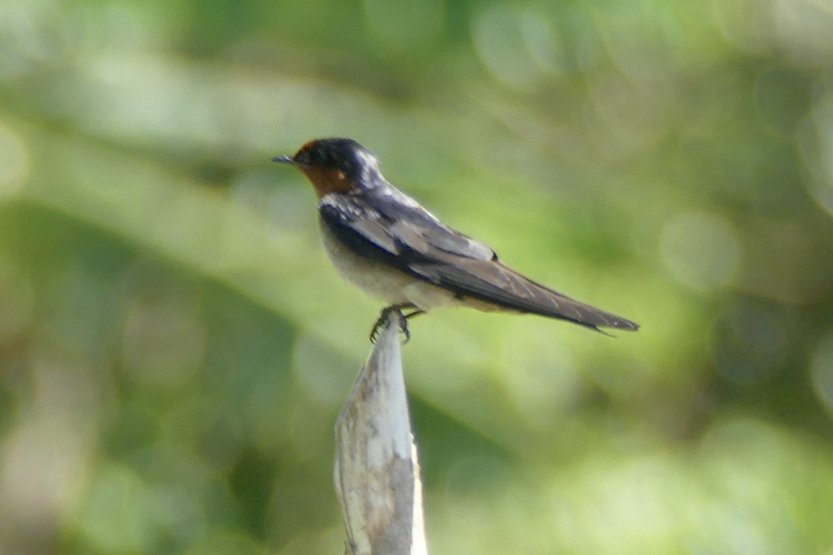 Golondrina del Pacífico - ML174584901