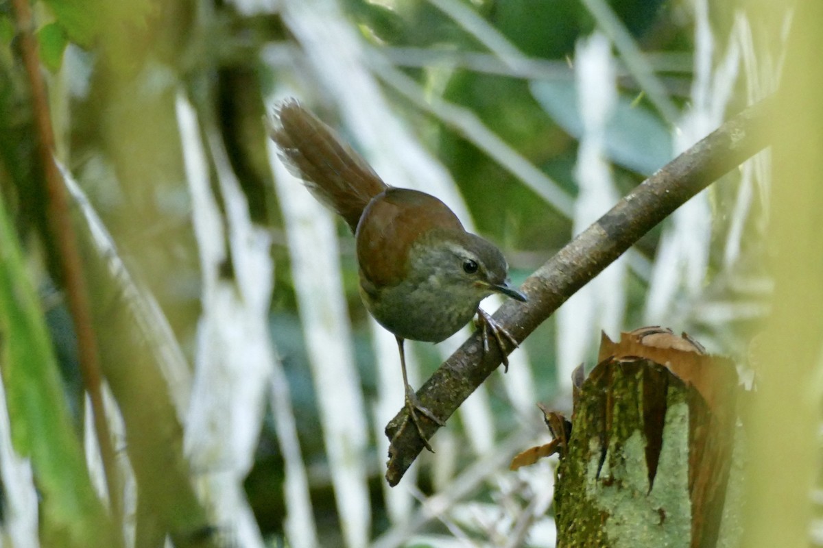Sulawesi Bush Warbler - ML174585091