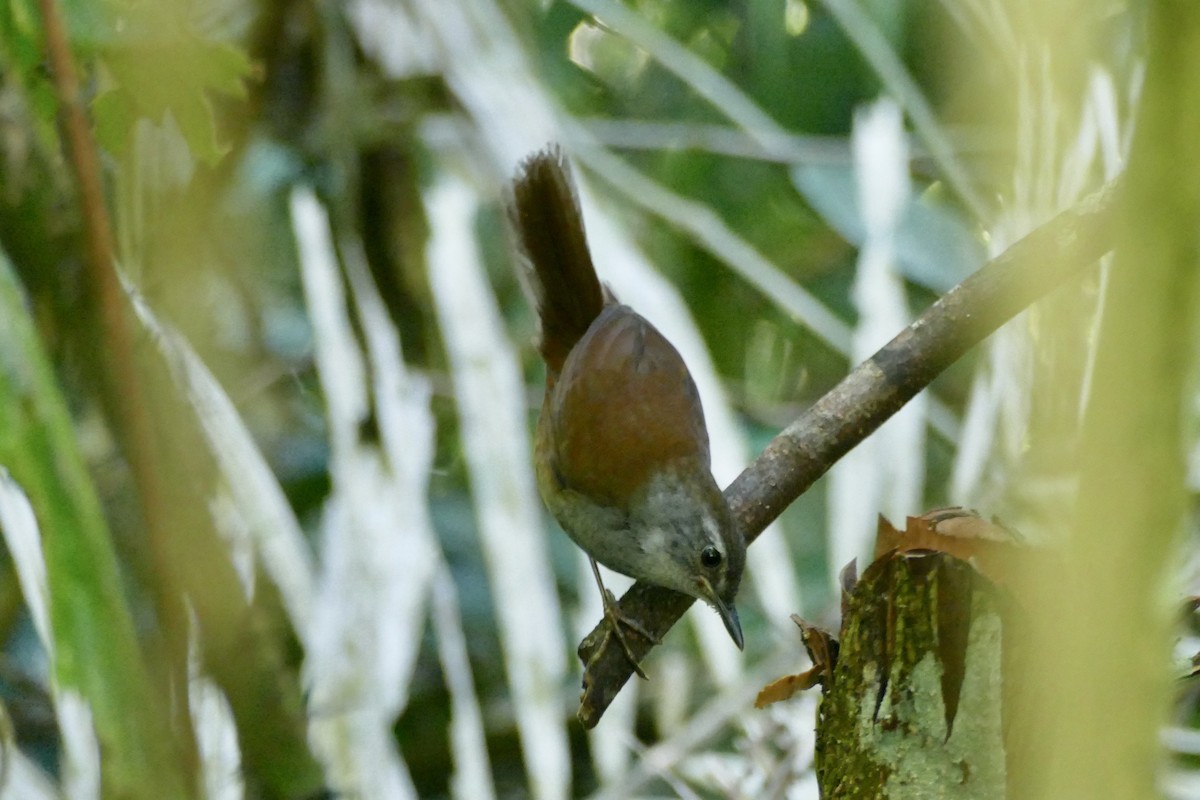 Sulawesi Bush Warbler - ML174585101