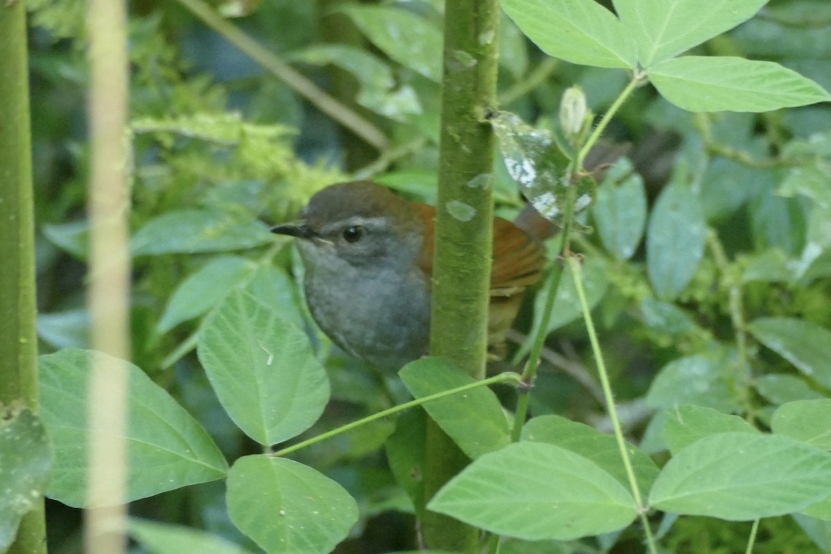 Sulawesi Bush Warbler - ML174585111