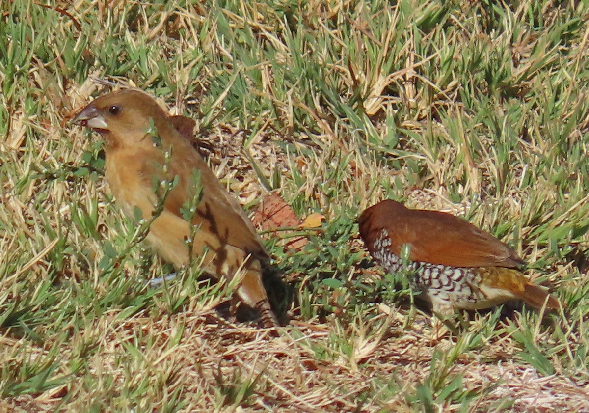 Scaly-breasted Munia - Diane Etchison