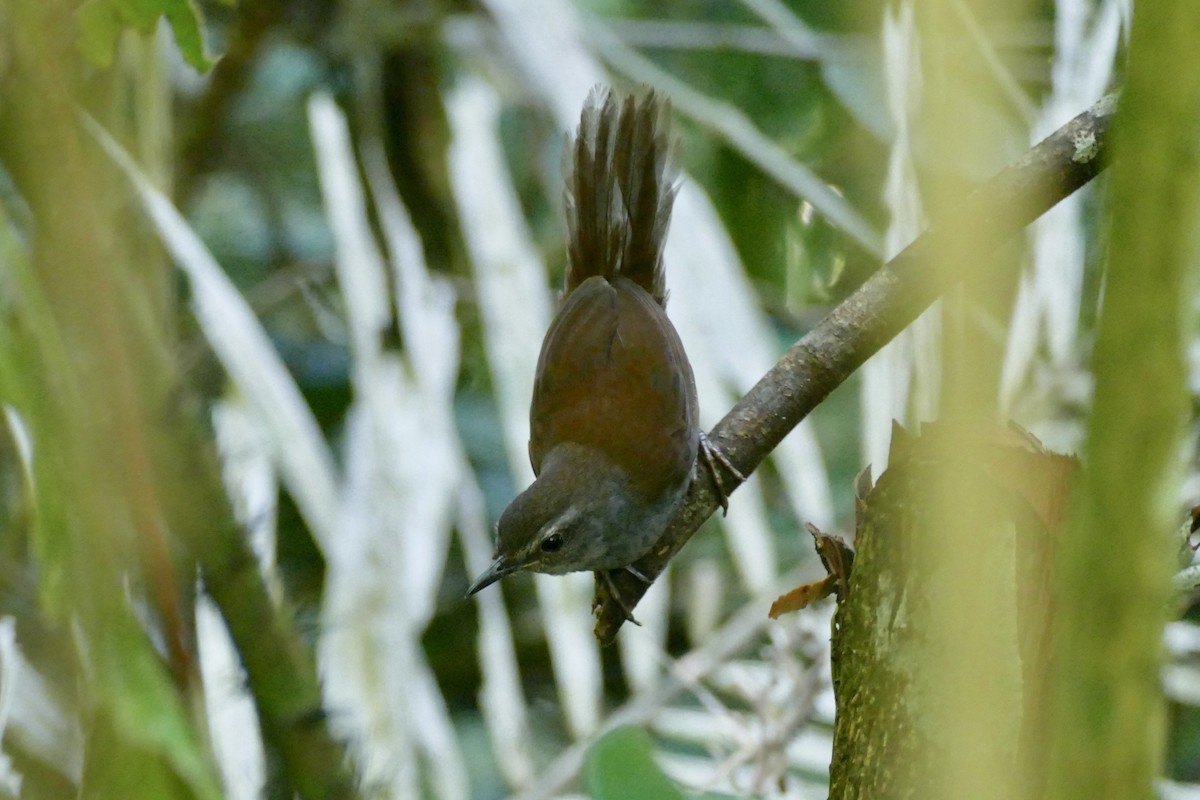 Sulawesi Bush Warbler - ML174585591
