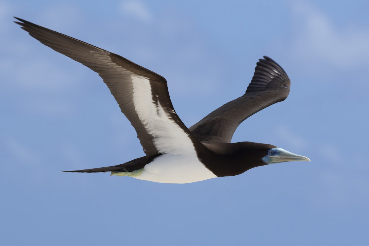 Brown Booby - Michael Todd