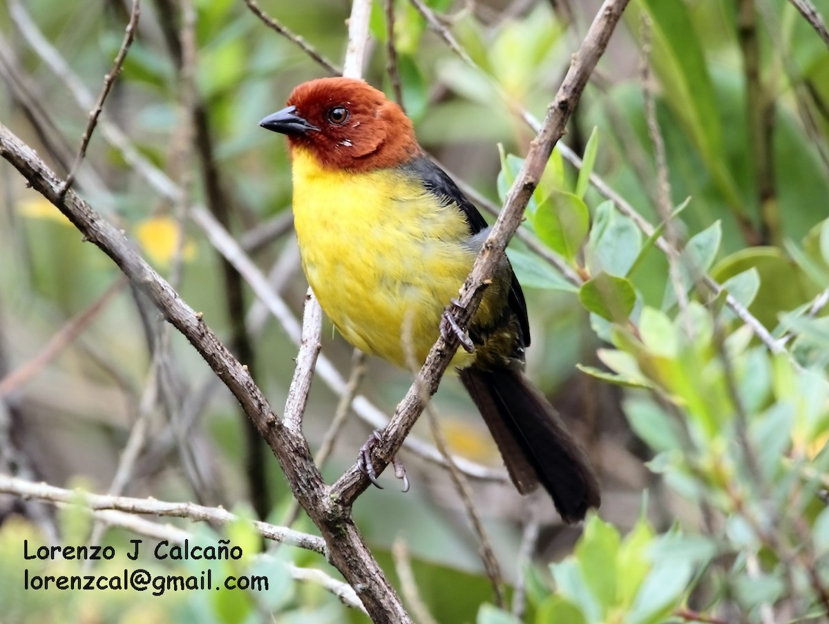 Tepui Brushfinch - Lorenzo Calcaño