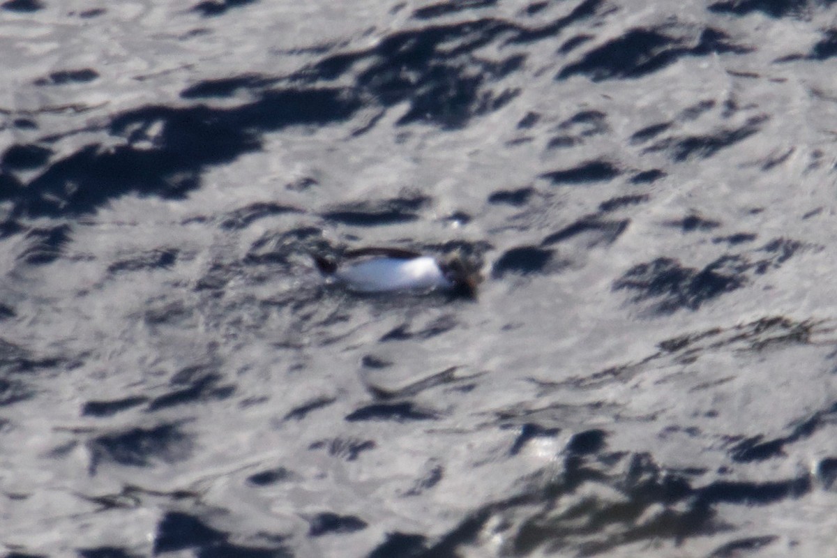 Fiordland Penguin - Debbie Colbourne