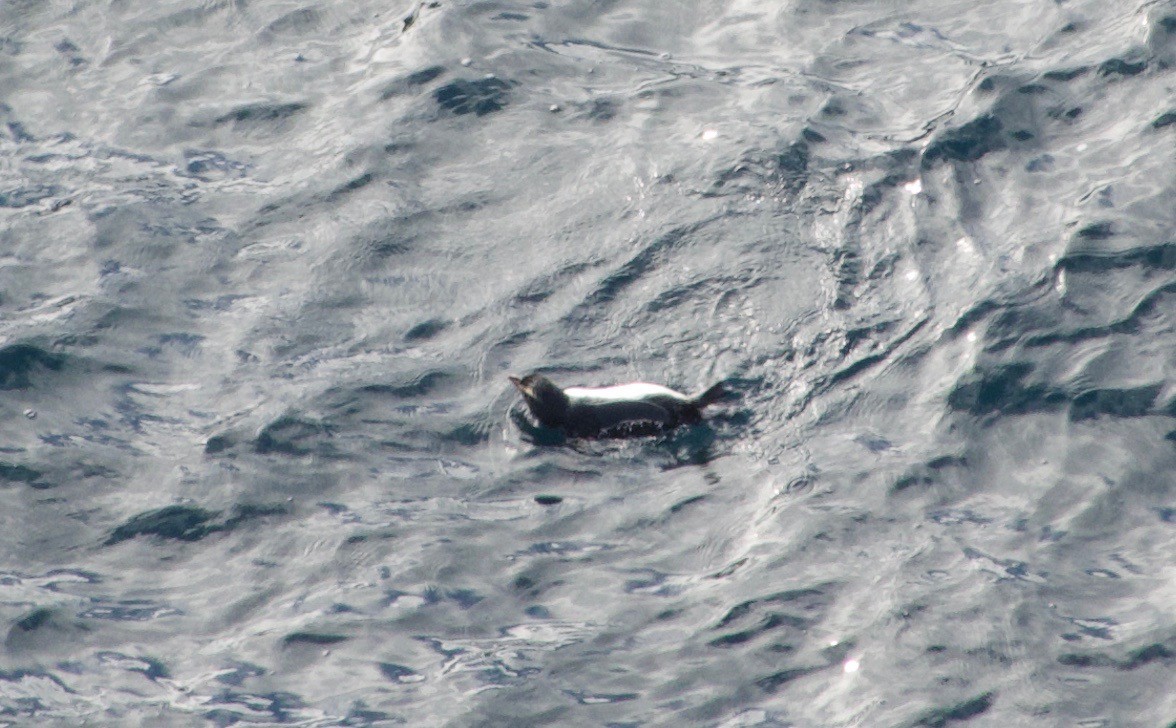 Fiordland Penguin - Debbie Colbourne