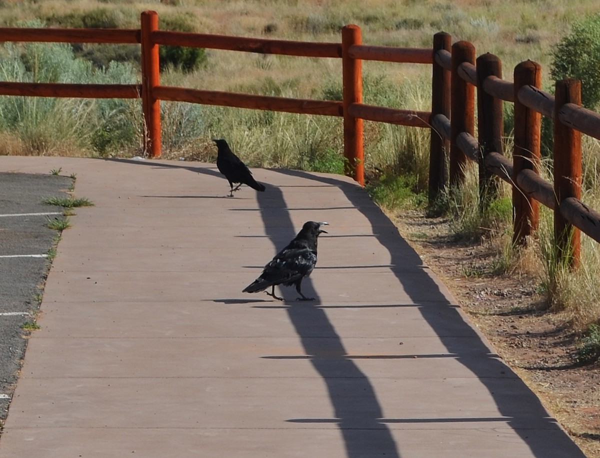 Common Raven - Old Sam Peabody