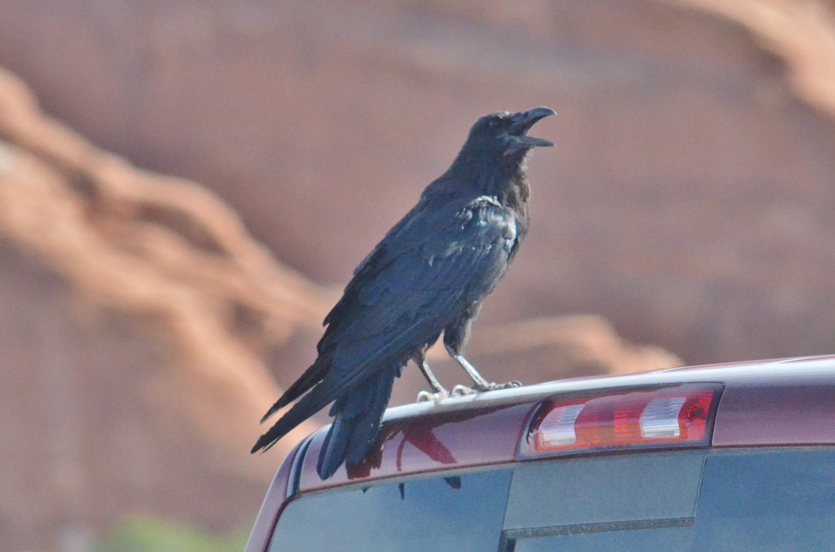 Common Raven - ML174589131