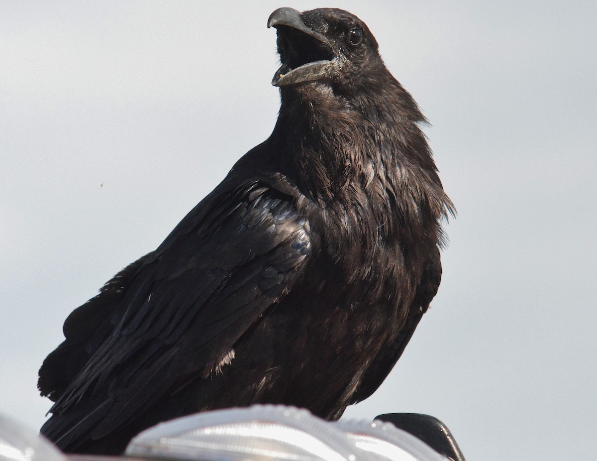 Common Raven - ML174589141