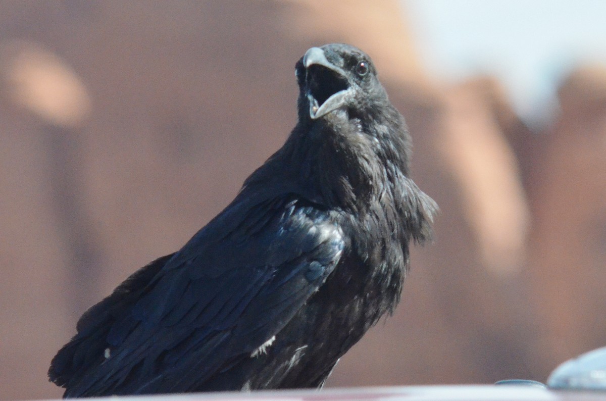 Common Raven - ML174589151