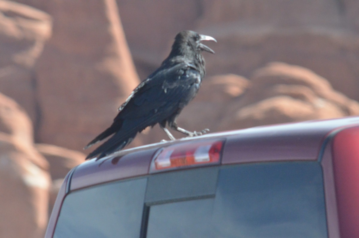 Common Raven - ML174589181