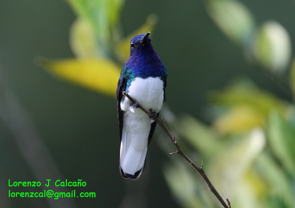 White-necked Jacobin - ML174589221