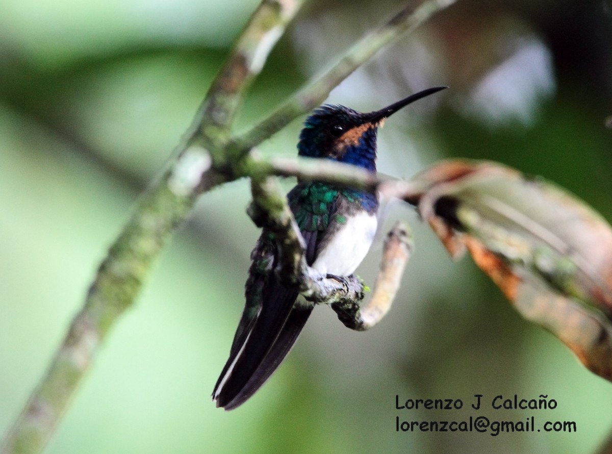 Colibrí Nuquiblanco - ML174589921