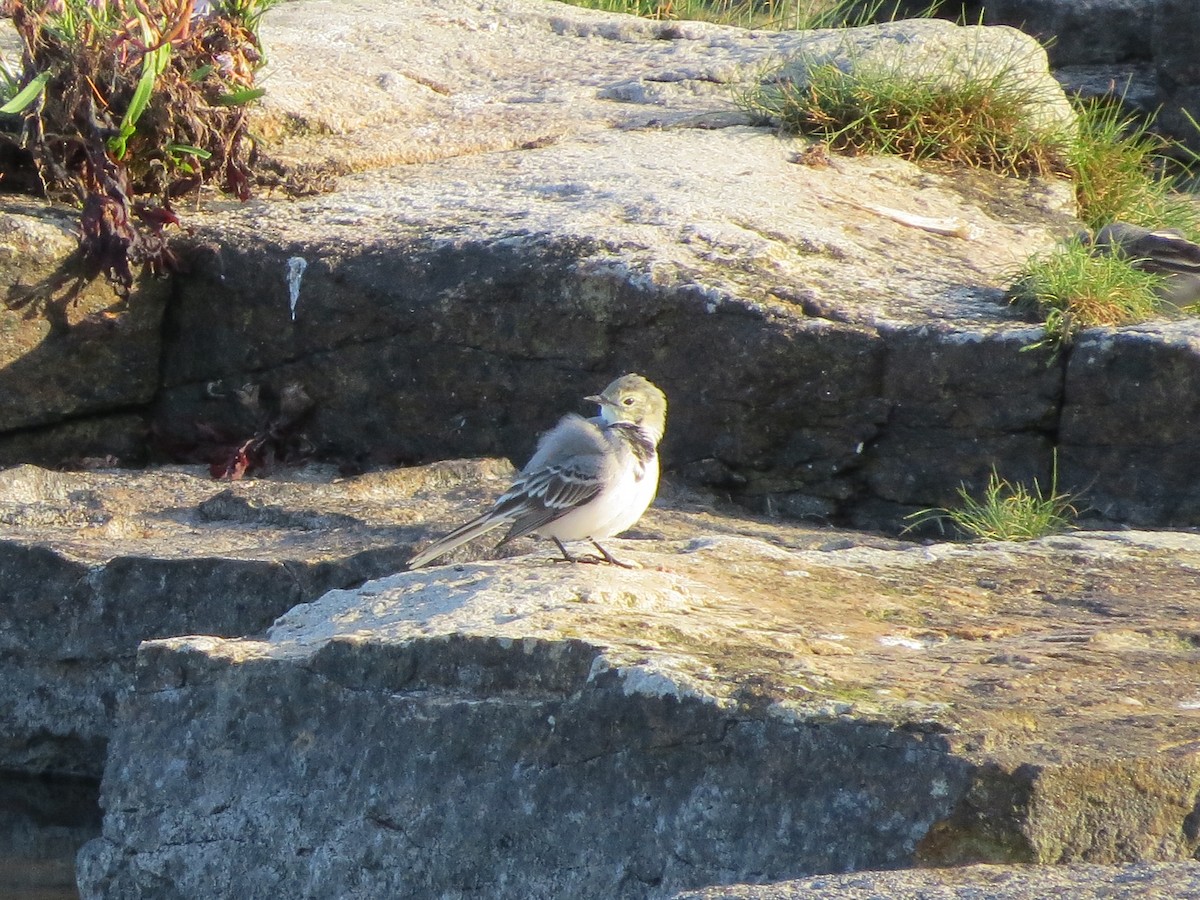 White Wagtail - ML174593251