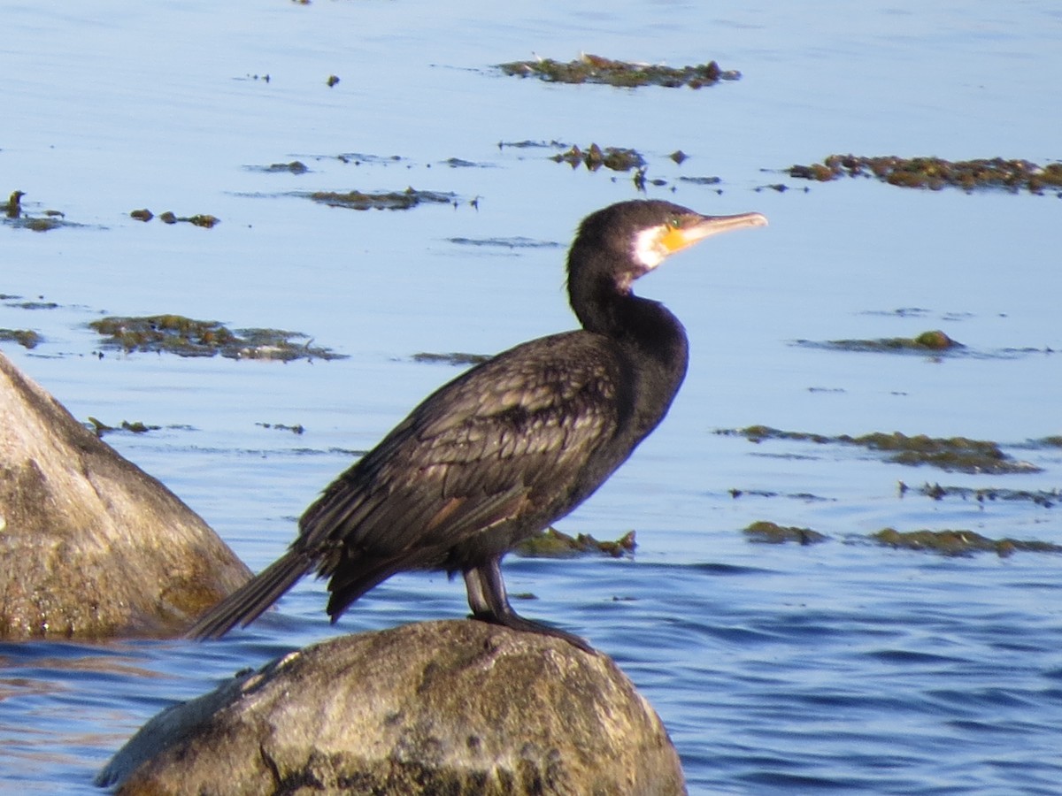 Great Cormorant - ML174593301