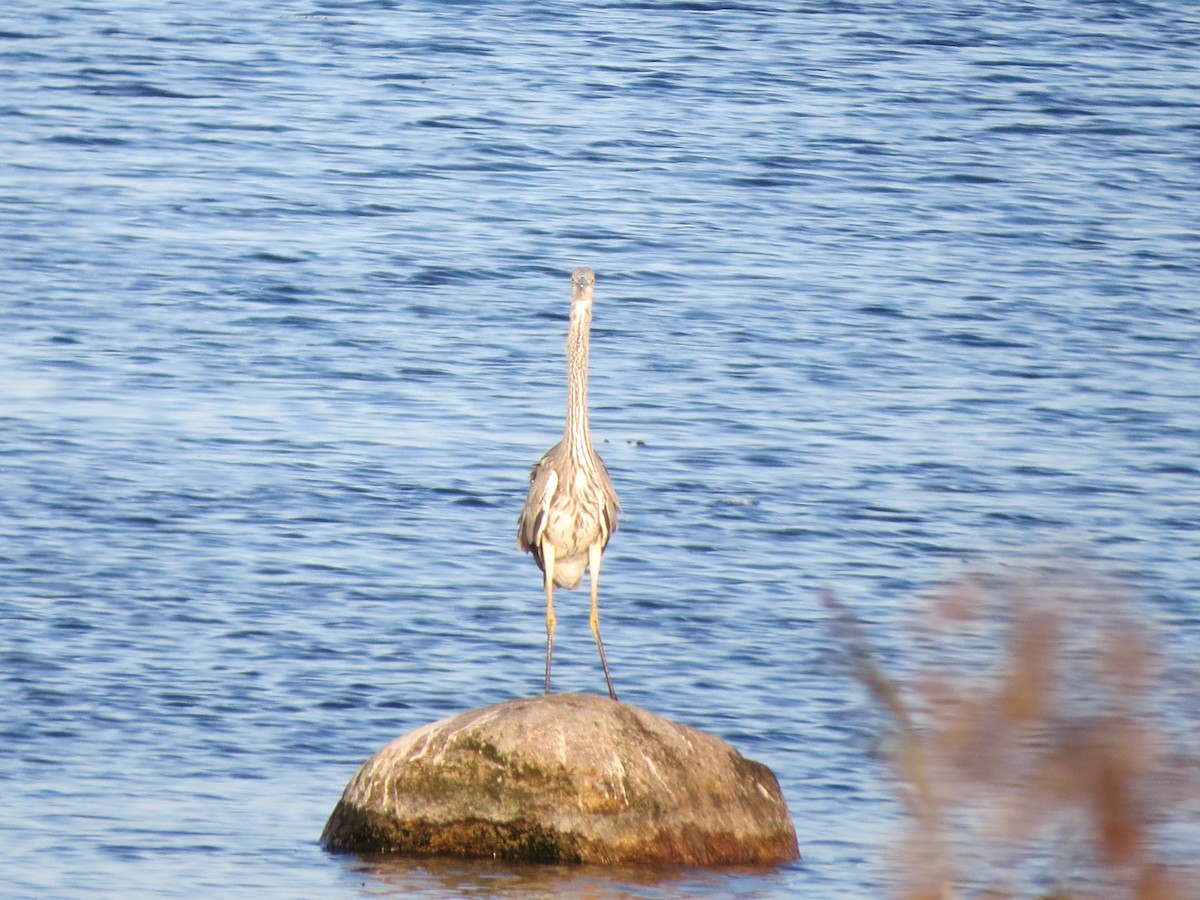 Gray Heron - ML174593321