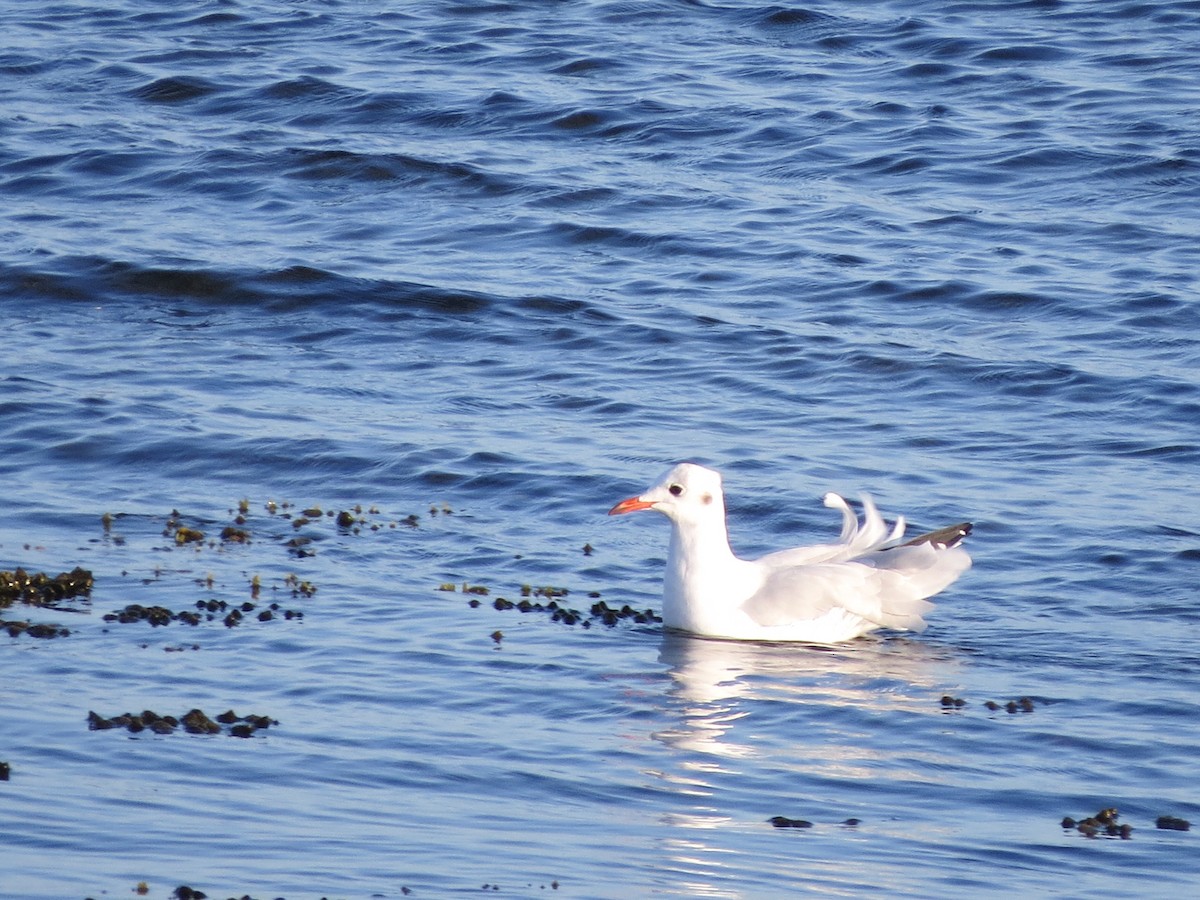 Black-headed Gull - ML174593351