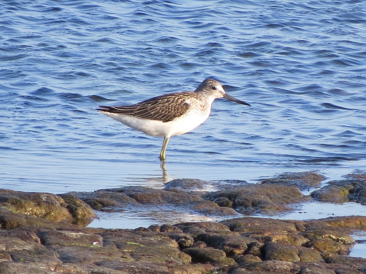 Common Greenshank - ML174593421