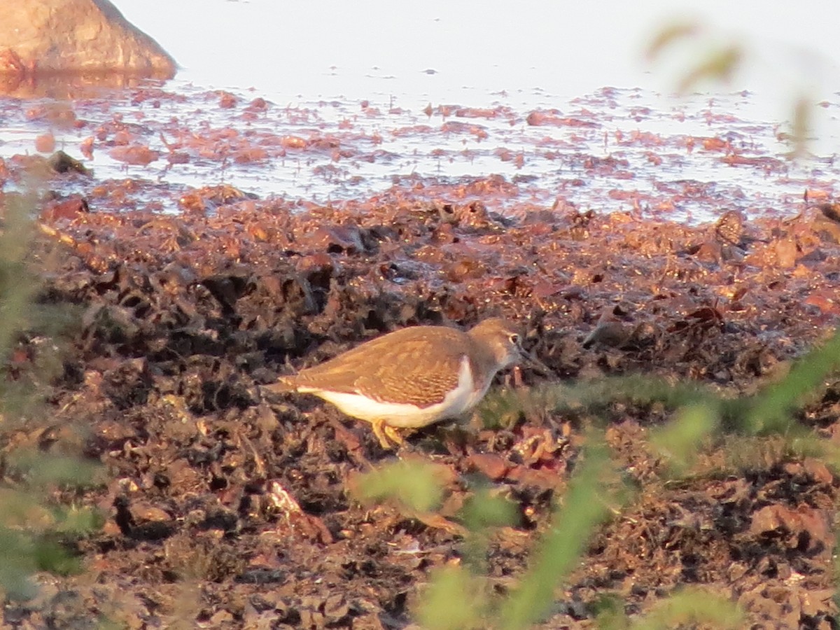 Common Sandpiper - ML174593581