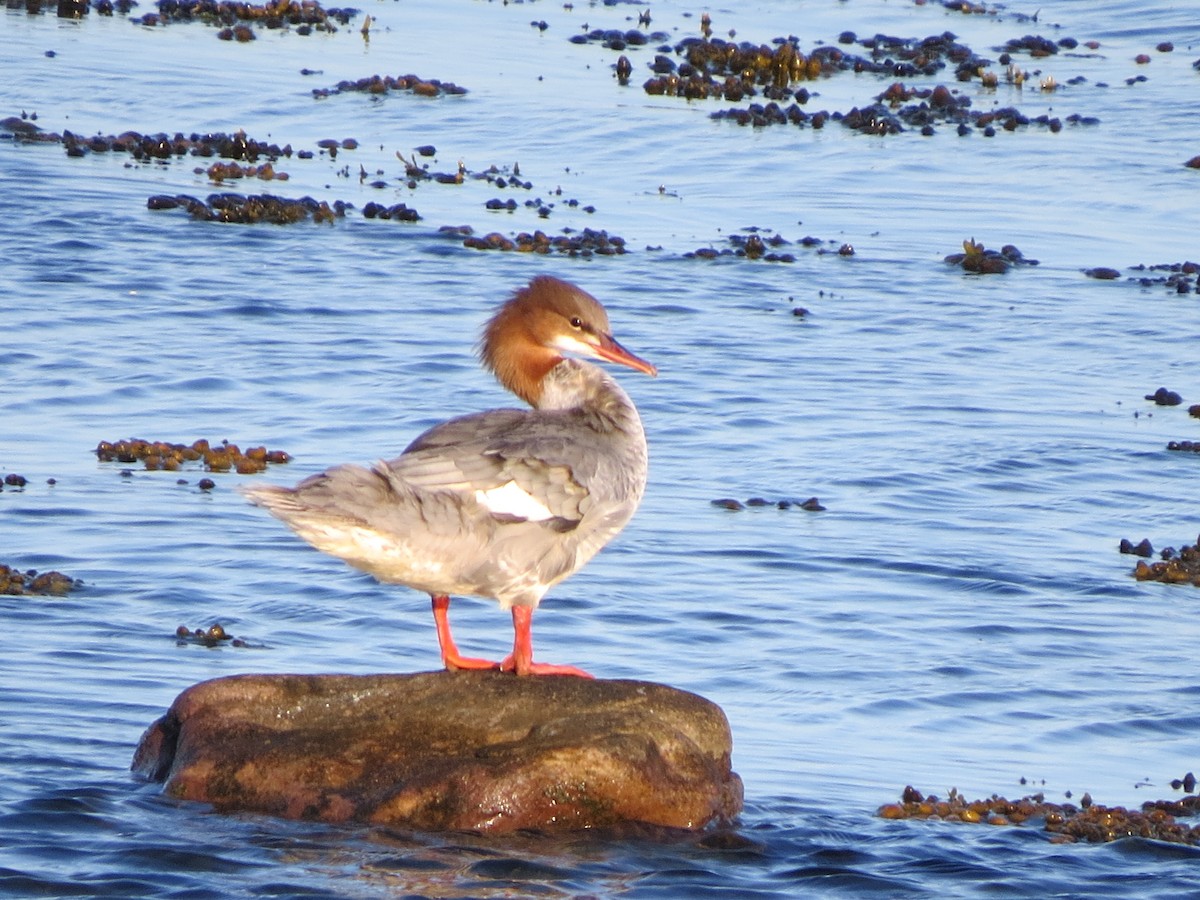 Common Merganser - ML174593661