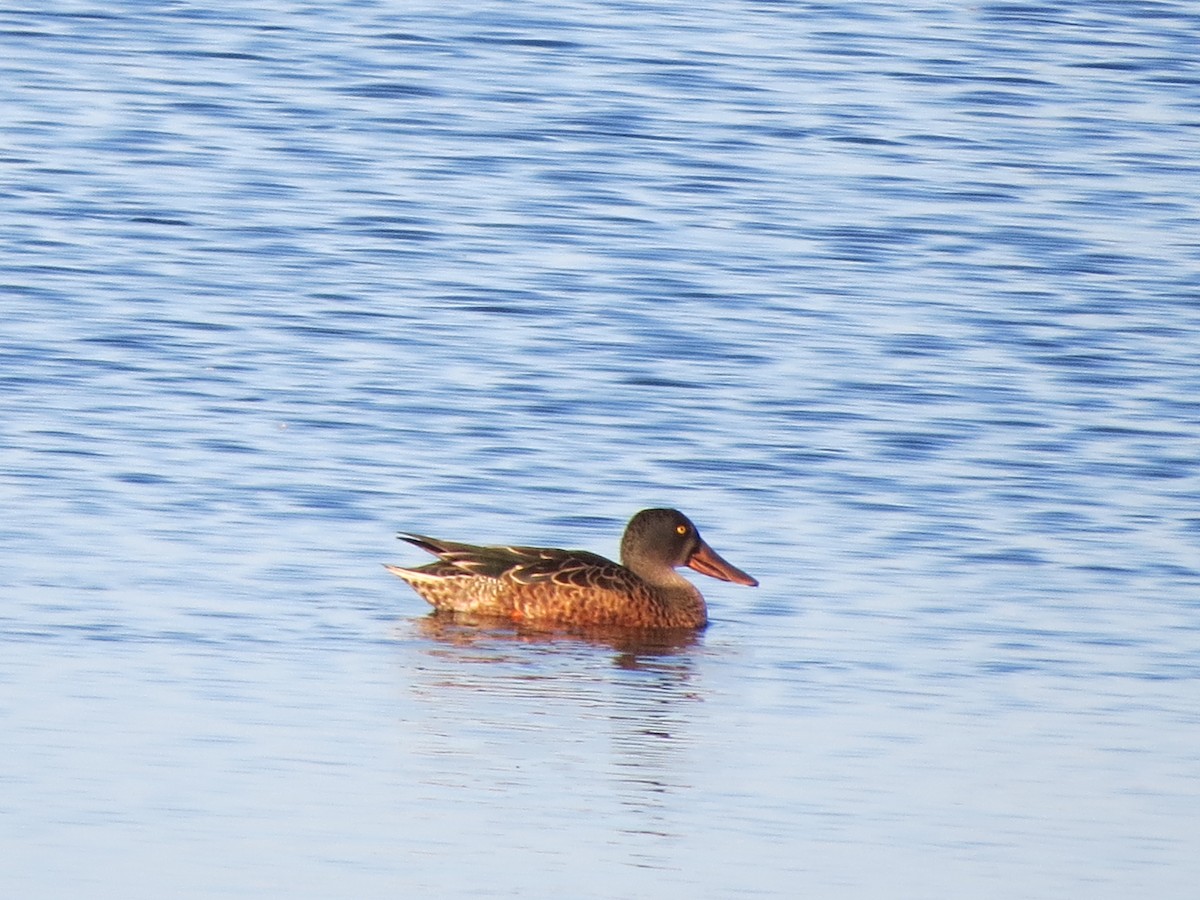 Northern Shoveler - Eduardo Morano