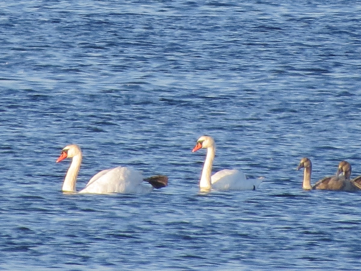 Cygne tuberculé - ML174593741